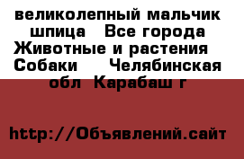 великолепный мальчик шпица - Все города Животные и растения » Собаки   . Челябинская обл.,Карабаш г.